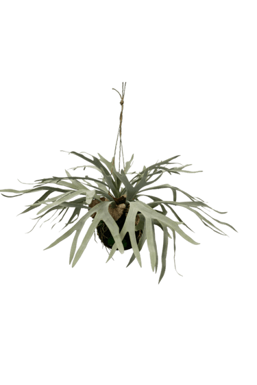 Hanging Staghorn Ball at online8 furniture store Auckland