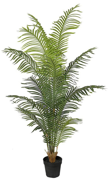 Hawaiian Palm Tree Potted 1.8m at online8 furniture store Auckland