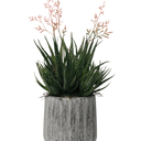 Haworthia in Cement Pot - 35cm Faux Plant at online8 furniture store Auckland