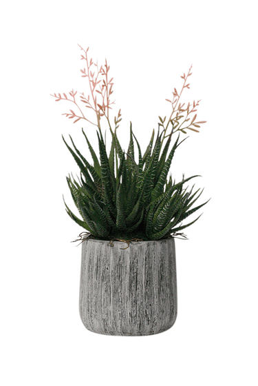 Haworthia in Cement Pot - 35cm Faux Plant at online8 furniture store Auckland
