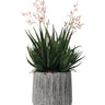 Haworthia in Cement Pot 35cm at online8 furniture store Auckland