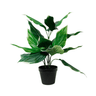 Hosta Undulata Potted Faux Plant at online8 furniture store Auckland