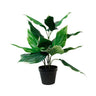 Hosta Undulata Potted at online8 furniture store Auckland