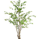 Japanese Maple Potted 240cm at online8 furniture store Auckland