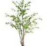 Japanese Maple Potted 240cm at online8 furniture store Auckland