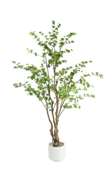 Japanese Maple Potted 240cm at online8 furniture store Auckland
