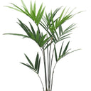 Kentia Palm Potted 1.5m at online8 furniture store Auckland