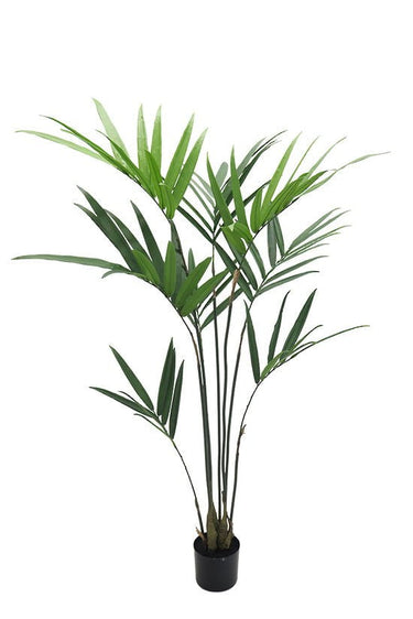Kentia Palm Potted 1.5m at online8 furniture store Auckland