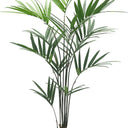 Kentia Palm Potted 1.8m at online8 furniture store Auckland