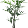 Kentia Palm Potted 1.8m at online8 furniture store Auckland