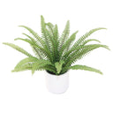 Ladder Fern Potted 35cm at online8 furniture store Auckland