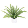 Ladder Fern Potted 35cm at online8 furniture store Auckland