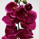 Large Phalaenopsis 95cm Fuschia at online8 furniture store Auckland