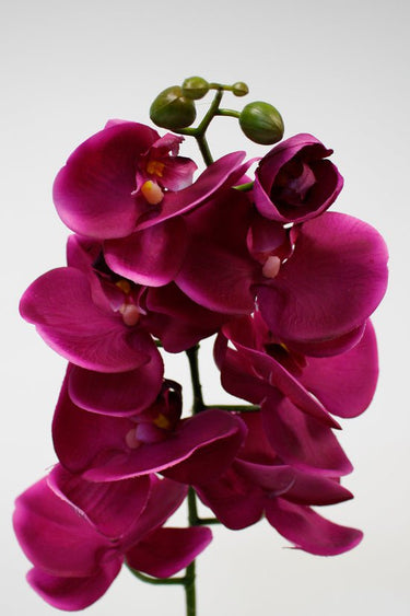 Large Phalaenopsis 95cm Fuschia at online8 furniture store Auckland