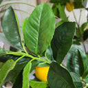 Lemon Potted Tree 120cm - Faux Plant at online8 furniture store Auckland