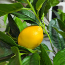 Lemon Potted Tree 120cm - Faux Plant at online8 furniture store Auckland