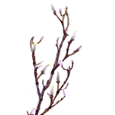 Magnolia Branch w/Buds at online8 furniture store Auckland