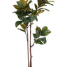 Magnolia Tree 1.5m at online8 furniture store Auckland