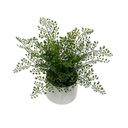 Maidenhair Fern Potted - 32cm Faux Plant at online8 furniture store Auckland