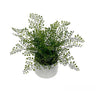 Maidenhair Fern Potted 32cm at online8 furniture store Auckland