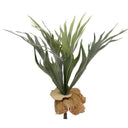 Mini Staghorn Fern Bush at online8 furniture store Auckland