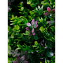 Mixed Foliage Square 50cm x 50cm at online8 furniture store Auckland