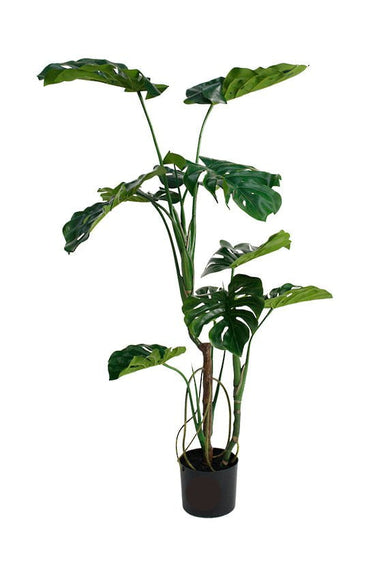 Monstera Potted 1.2m at online8 furniture store Auckland