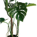 Monstera Potted 1.2m at online8 furniture store Auckland