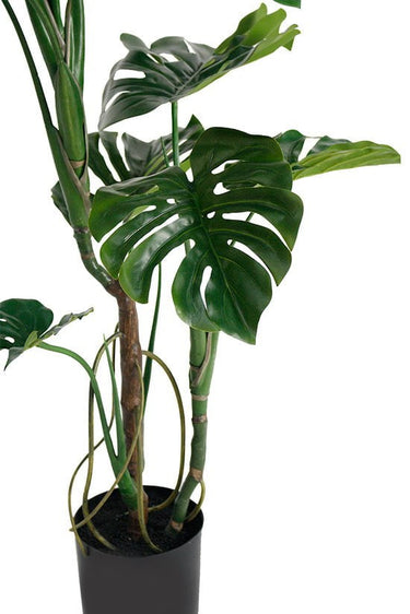 Monstera Potted 1.2m at online8 furniture store Auckland