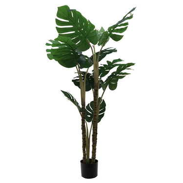Monstera Potted Tree 150cm at online8 furniture store Auckland