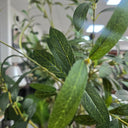 Olive Faux Tree 1.5M at online8 furniture store Auckland