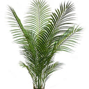 Parlour Palm Potted 1.2m at online8 furniture store Auckland