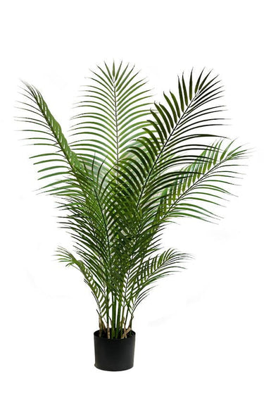 Parlour Palm Potted 1.2m at online8 furniture store Auckland