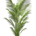 Parlour Palm Potted 1.8m at Online8 Furniture Auckland NZ