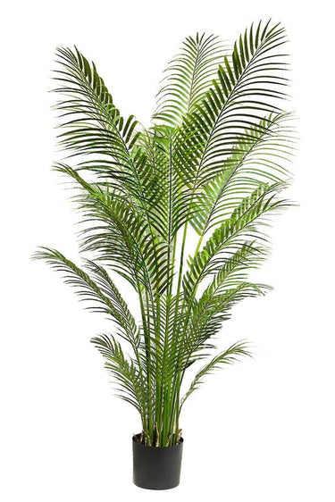Parlour Palm Potted 1.8m at online8 furniture store Auckland