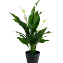 Peace Lily w/Flowers Potted 48cm at online8 furniture store Auckland