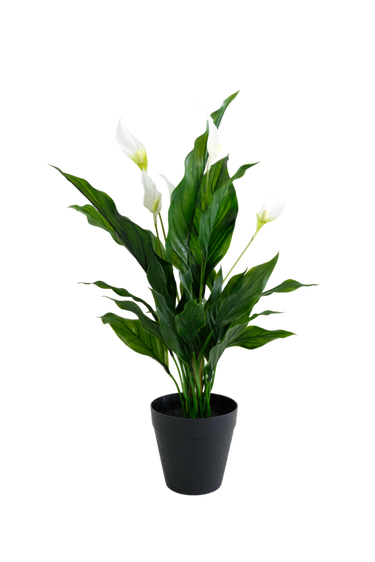 Peace Lily w/Flowers Potted 48cm at online8 furniture store Auckland