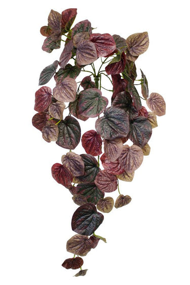 Peperomia Caperata Bush 63.5cm at Online8 Furniture Auckland NZ