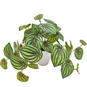 Peperomia Watermelon Real Touch Potted - Faux Plant at online8 furniture store Auckland