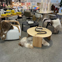 Perfetto Boucle Occasional Chair - Natural at online8 furniture store Auckland