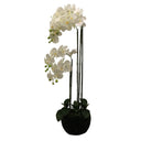 Phalaenopsis Moss Pot Orchid 115cm at online8 furniture store Auckland