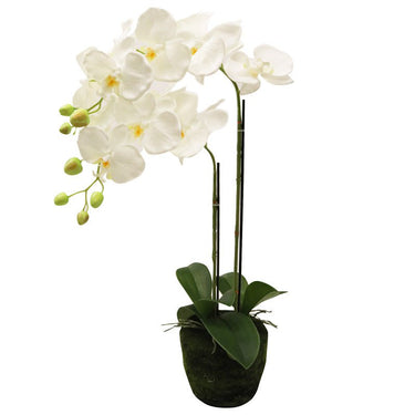 Phalaenopsis Moss Pot Orchid 67cm at online8 furniture store Auckland