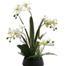 Phalaenopsis Orchid Black Ceramic Pot at online8 furniture store Auckland