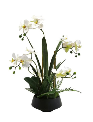 Phalaenopsis Orchid Black Ceramic Pot at online8 furniture store Auckland