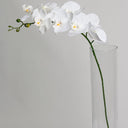 Phalaenopsis Orchid White 86cm – Real Touch Faux Flora at Online8 Furniture Auckland NZ