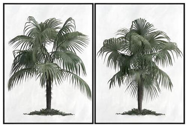 Palm Serenity canvas prints shown hung as a pair
