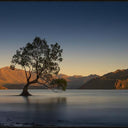 Willowing In Wanaka panoramic canvas wall art of the Wanaka Tree at golden hour, black frame