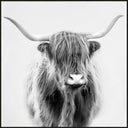 Mane II canvas wall art of a Highland cow in black and white, black L-frame