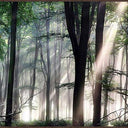 Royal Forest panoramic canvas wall art of a misty forest in a dark brown L-frame