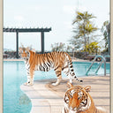 You Cool Cats canvas wall art of two tigers beside a swimming pool with palms, cashew frame